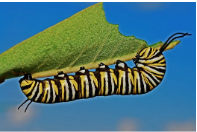 Catterpillar