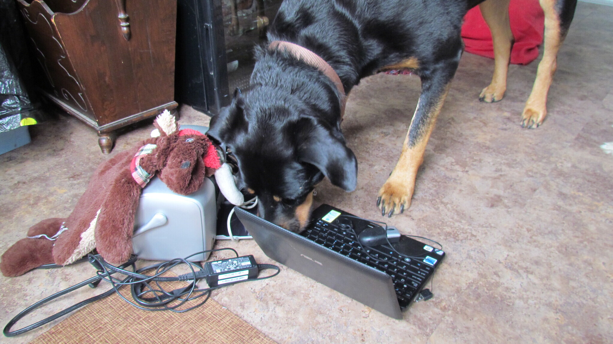 Rottweiler looking at the screen on a laptop