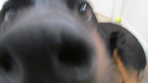Closeup on Brown and black Rottweiler Face with nose and eyes, one ear showing
